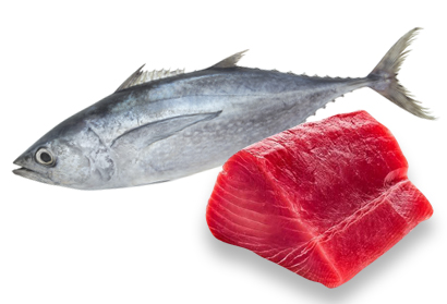 llom tonyina agromart