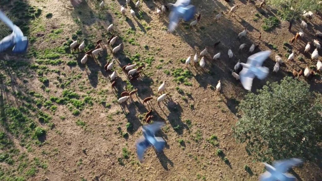 Ovella roja mallorquina